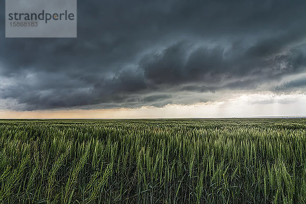 Dramatischer Himmel über den Ebenen des Mittleren Westens der Vereinigten Staaten während der Tornadosaison. Erstaunliche Wolkenformationen zeigen die Kraft und Schönheit von Mutter Natur; Nebraska  Vereinigte Staaten von Amerika