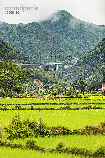 Üppiges grünes Feld und Berg mit Gipfel; Thai Nguyen  Vietnam