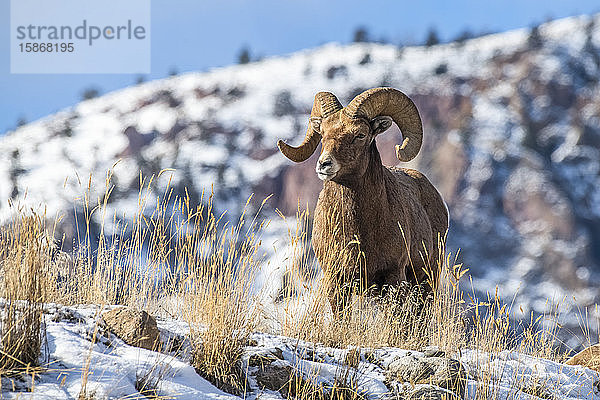 Dickhornschaf-Widder (Ovis canadensis) steht auf einem Bergrücken in der Nähe des Yellowstone-Nationalparks; Montana  Vereinigte Staaten von Amerika