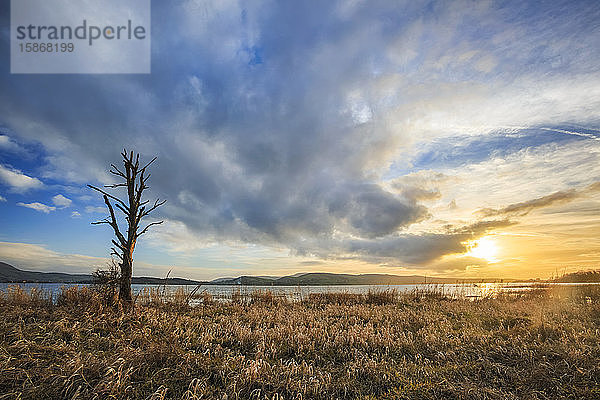 Abgestorbener Baum am Ufer des Lough Derg mit einem dramatischen  epischen Sonnenuntergang am Himmel im Sommer; Grafschaft Clare  Irland