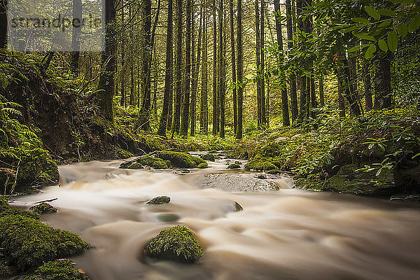 Kleiner Bach  der durch ein grünes Waldgebiet fließt; Ballyduff  County Waterford  Irland