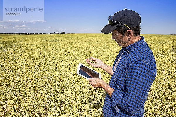Ein Landwirt steht mit einem Tablet auf einem Feld und hält eine Handvoll Erbsen in der Hand; Alberta  Kanada