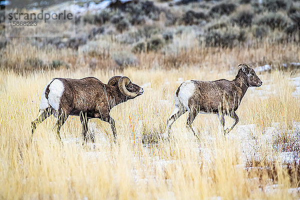 Dickhornschaf-Widder (Ovis canadensis) folgt einem Mutterschaf durch eine verschneite Wiese im North Fork of the Shoshone River Valley während der Brunftzeit in der Nähe des Yellowstone National Park; Wyoming  Vereinigte Staaten von Amerika