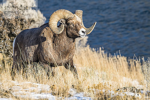 Dickhornschaf-Widder (Ovis canadensis) mit massiven Hörnern wandert entlang einer Steilwand über dem Yellowstone River in der Nähe des Yellowstone National Park; Montana  Vereinigte Staaten von Amerika