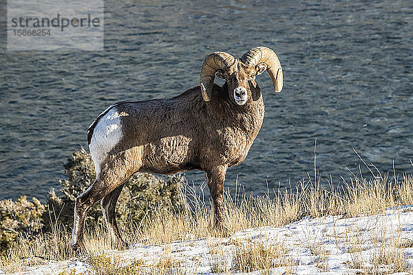 Dickhornschaf-Widder (Ovis canadensis) mit massiven Hörnern steht auf einer Klippe über dem Yellowstone River in der Nähe des Yellowstone National Park; Montana  Vereinigte Staaten von Amerika