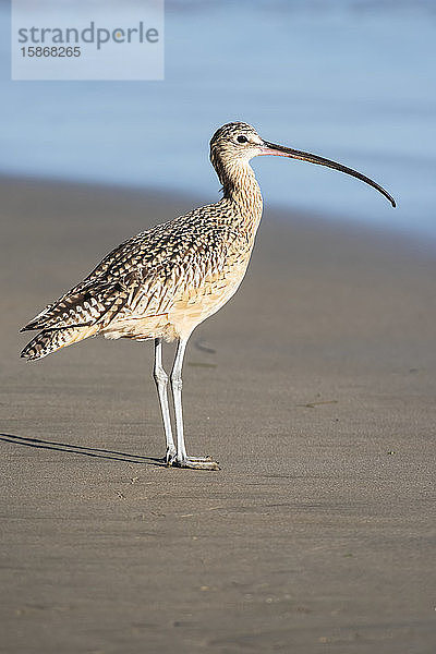 Porträt eines Großen Brachvogels (Numenius americanus) an einem Sandstrand; Morro Bay  Kalifornien  Vereinigte Staaten von Amerika