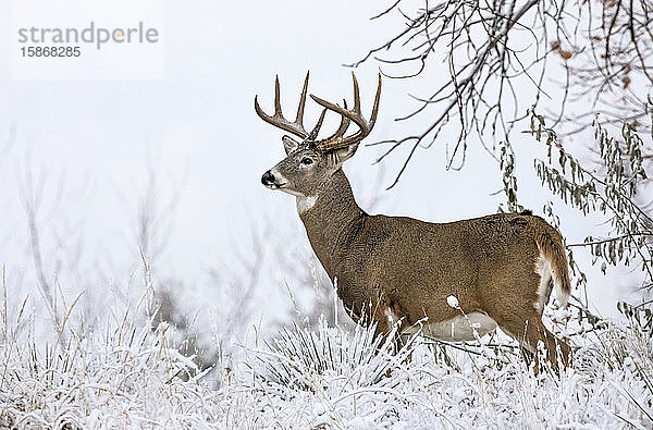 Weißwedelhirsch (Odocoileus virginianus) stehend in einem verschneiten Feld; Emporia  Kansas  Vereinigte Staaten von Amerika