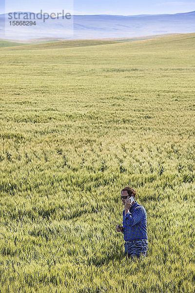 Landwirt steht in einem Weizenfeld  telefoniert und prüft die Ernte; Alberta  Kanada