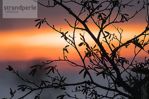 Die Zweige der Roterle (Alnus rubra) zeichnen sich bei Sonnenuntergang an der Küste von Oregon  Winema Beach  Oregon  Vereinigte Staaten von Amerika  als Silhouette ab.