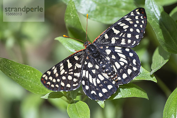 Nahaufnahme eines Calcedon Checkerspot Schmetterlings (Euphydryas calcedona) im Rancho Santa Ana Botanic Garden; Claremont  Kalifornien  Vereinigte Staaten von Amerika