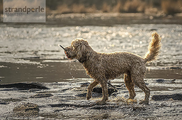 Ein nasser Hund mit einem Stock im Maul läuft am schlammigen Ufer eines Flusses entlang; Ravensworth  North Yorkshire  England