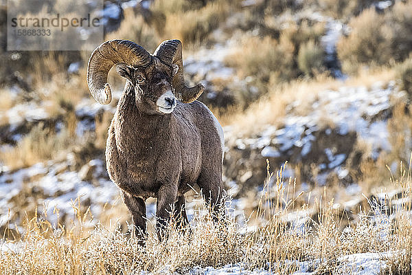 Dickhornschaf-Widder (Ovis canadensis) steht während der Brunftzeit auf einem Bergrücken in der Nähe des Yellowstone-Nationalparks; Montana  Vereinigte Staaten von Amerika