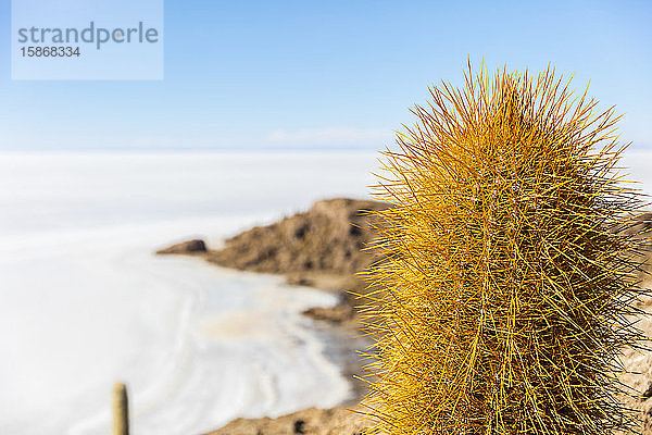 Kaktusinsel im Salar de Uyuni; Potosi  Bolivien