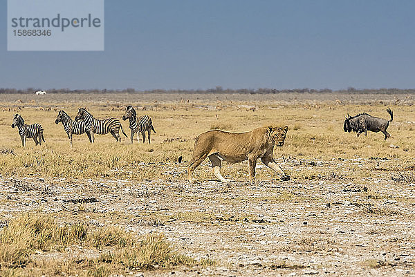 Löwin (Panthera leo) vor einer Herde von Streifengnus (Connochaetes taurinus) und Steppenzebras (Equus quagga)  Etosha-Nationalpark; Namibia