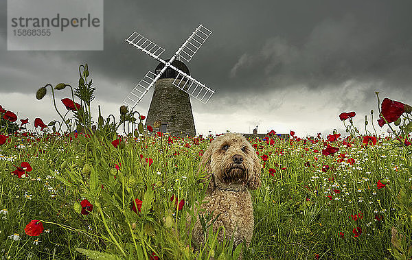 Ein niedlicher Cockapoo-Hund sitzt in einem Mohnfeld im Vordergrund mit der Whitburn Windmill im Hintergrund; Whitburn  Tyne and Wear  England