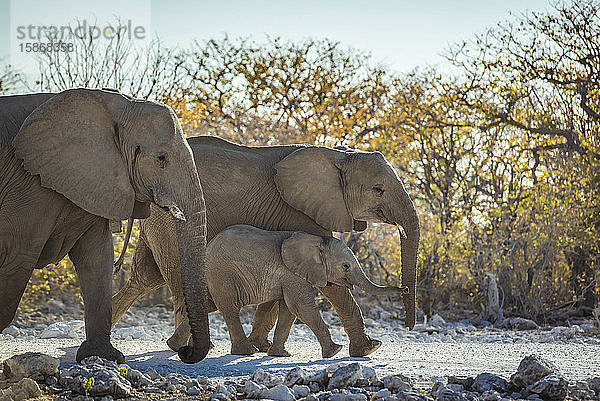 Afrikanische Elefantenfamilie (Loxodonta)  Etosha-Nationalpark; Namibia