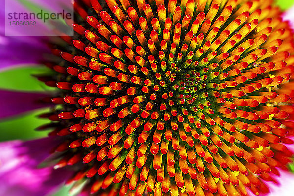 Extreme Nahaufnahme von Echinacea-Stammblättern in voller Blüte; Calgary  Alberta  Kanada