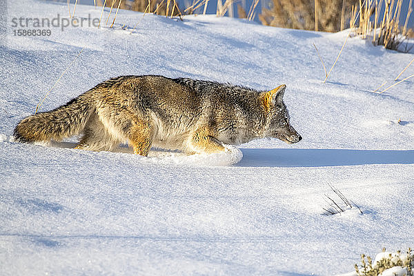 Kojote (Canis latrans) pflügt durch tiefen Schnee bei der Mäusejagd im Yellowstone National Park; Wyoming  Vereinigte Staaten von Amerika