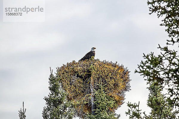 Weißkopfseeadler (Haliaeetus leucocephalus) auf einem Hexenbesen sitzend  der eine Verunstaltung eines Baumes ist; Alaska  Vereinigte Staaten von Amerika