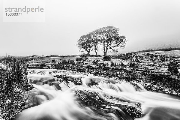 Schwarz-Weiß-Bild eines kleinen Flusses mit drei Bäumen im Hintergrund  eingehüllt in Nebel  Galty Mountains; County Tipperary  Irland