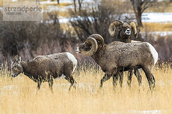 Dickhornschaf-Böcke (Ovis canadensis) beim Werben um ein Mutterschaf in der Nähe des Yellowstone-Nationalparks; Montana  Vereinigte Staaten von Amerika