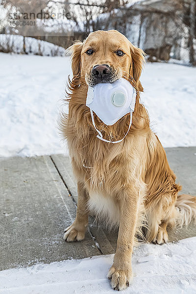 Ein Hund sitzt auf einem Bürgersteig und hält eine Gesichtsmaske im Maul während der Weltpandemie Covid-19; Edmonton  Alberta  Kanada