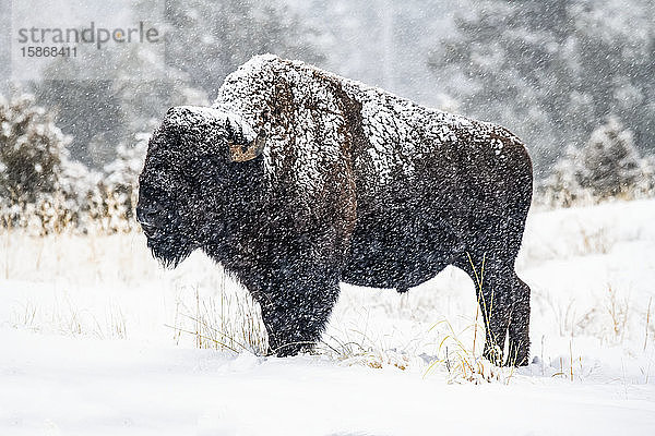 Fallender Schnee klebt an einem amerikanischen Bison-Bullen (Bison bison)  der auf einer Wiese im Tal des North Fork of the Shoshone River in der Nähe des Yellowstone National Park steht; Wyoming  Vereinigte Staaten von Amerika
