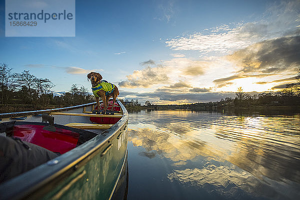 Hund auf der Vorderseite eines Kanus  das bei Sonnenuntergang auf einem Fluss paddelt; Castleconnel  Grafschaft Limerick  Irland