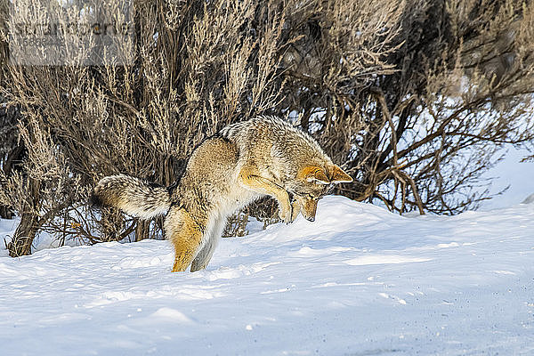 Kojote (Canis latrans) springt in die Luft bei der Jagd auf Mäuse im Yellowstone National Park; Wyoming  Vereinigte Staaten von Amerika