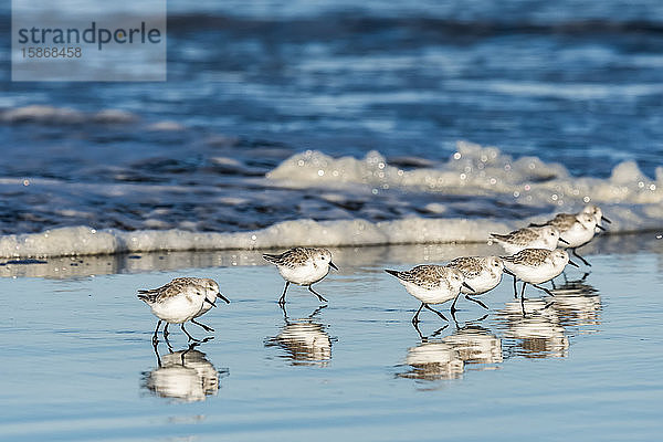 Sanderlinge (Calidris alba) laufen vor den Wellen entlang der Küstenstrände; Ilwaco  Washington  Vereinigte Staaten von Amerika