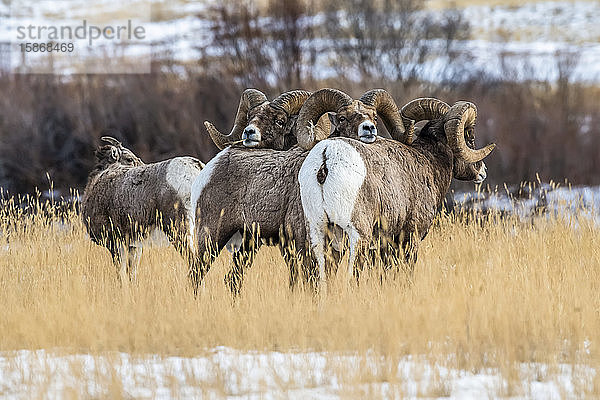 Drei Dickhornschaf-Widder (Ovis canadensis) drängen sich während der Brunftzeit in der Nähe des Yellowstone-Nationalparks an ein Mutterschaf; Montana  Vereinigte Staaten von Amerika