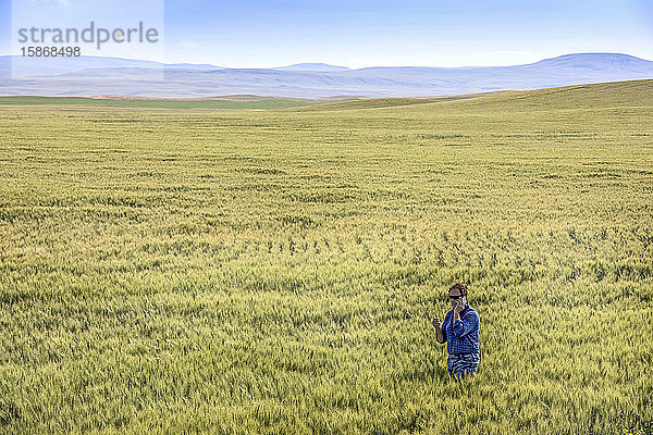 Landwirt steht in einem Weizenfeld  telefoniert und prüft die Ernte; Alberta  Kanada