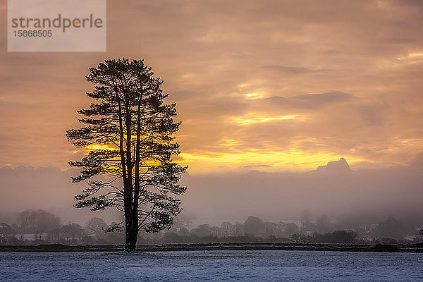 Silhouette eines Baumes auf einem schneebedeckten Feld bei Sonnenaufgang im Winter; Rathcormac  Grafschaft Cork  Irland