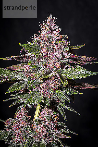 Marihuana-Pflanze im späten Blühstadium  Sorte Grand Daddy Purple; Studio