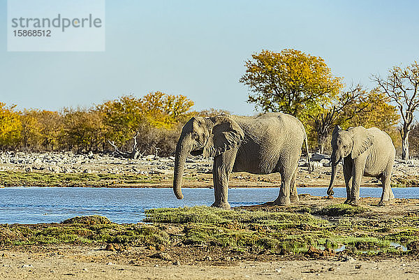 Afrikanische Elefanten (Loxodonta)  Etosha-Nationalpark; Namibia