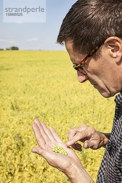 Ein Landwirt inspiziert auf einem Feld eine Erbsenernte; Alberta  Kanada