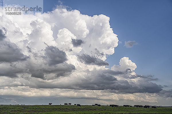 Dramatischer Himmel über den Ebenen des Mittleren Westens der Vereinigten Staaten während der Tornadosaison. Erstaunliche Wolkenformationen zeigen die Kraft und Schönheit von Mutter Natur  mit grasenden Kühen auf der Weide darunter; Nebraska  Vereinigte Staaten von Amerika