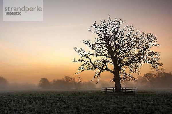 Silhouette eines großen blattlosen Baumes in einem nebligen Feld im Winter in der Morgendämmerung; Rathcormac  Grafschaft Cork  Irland