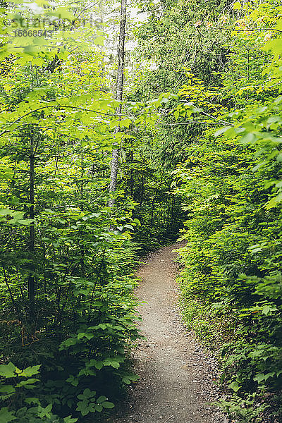 Üppig grüne Bäume säumen den Weg im Canyon des Portes de l'Enfer; Saint-Narcisse-de-Rimouski  Quebec  Kanada