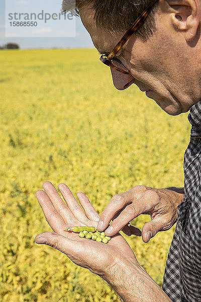 Ein Landwirt inspiziert auf einem Feld eine Erbsenernte; Alberta  Kanada