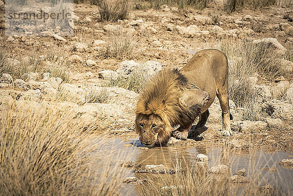 Löwe (Panthera leo) beim Trinken an einem Wasserloch  Etosha-Nationalpark; Namibia