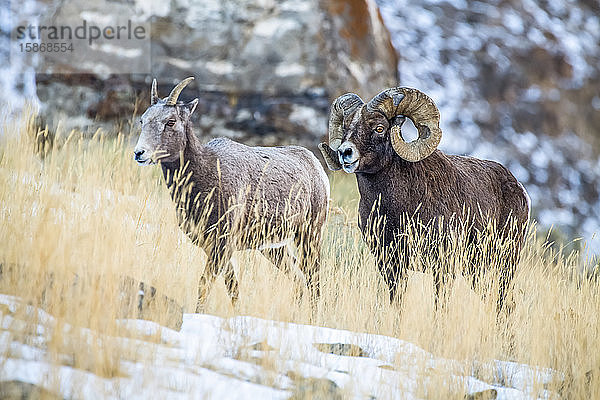 Dickhornschaf-Widder (Ovis canadensis) mit massiven Hörnern  die vom Kampf während der Brunftzeit ramponiert sind  umwirbt ein Mutterschaf an einem verschneiten Berghang in der Nähe des Yellowstone-Nationalparks; Montana  Vereinigte Staaten von Amerika