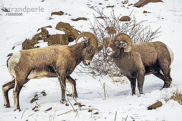 Zwei Dickhornschafböcke (Ovis canadensis) stehen sich während der Brunftzeit im North Fork des Shoshone River Valley in der Nähe des Yellowstone National Park gegenüber; Wyoming  Vereinigte Staaten von Amerika