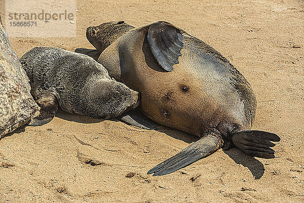 Kap-Pelzrobbe (Arctocephalus pusillus) säugt ihr Junges im Kap-Kreuz-Robbenreservat  Skelettküste; Namibia