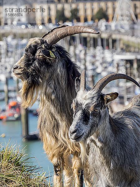 Zwei Ziegen (Capra aegagrus hircus) stehen im Gras am Ufer neben dem Hafen; Dieppe  Normandie  Frankreich