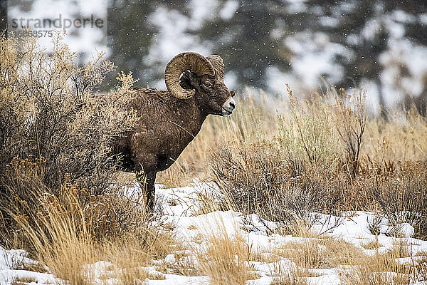 Dickhornschaf-Widder (Ovis canadensis) steht an einem verschneiten Tag in einer Salbeibuschwiese im Tal des North Fork of the Shoshone River in der Nähe des Yellowstone National Park; Wyoming  Vereinigte Staaten von Amerika