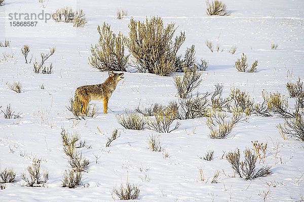 Ein einsamer Kojote (Canis latrans) steht und heult in der winterlichen Landschaft des Yellowstone National Park; Wyoming  Vereinigte Staaten von Amerika