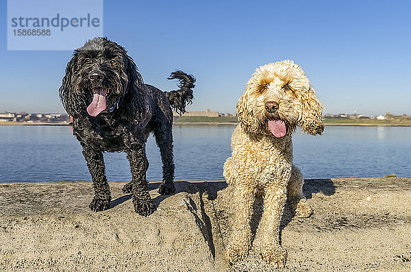 Zwei Hunde auf einer Betonfläche am Ufer des Wassers  die in Richtung der Kamera schauen  mit blauem Himmel im Hintergrund; South Shields  Tyne and Wear  England
