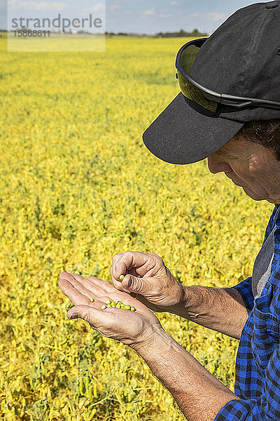 Ein Landwirt steht auf einem Acker und inspiziert eine Handvoll Erbsen; Alberta  Kanada