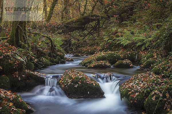 Kleiner Bach  der im Herbst durch einen grünen Wald fließt  mit Felsen  die mit Laub bedeckt sind; Rathcormac  Grafschaft Cork  Irland